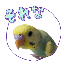 Kothin_20260202113932