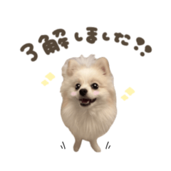 マシュマロくん☆スタンダード