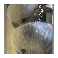 momo_20260202190212