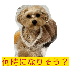 momo_20260202180220