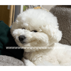 purinn_20260202201244