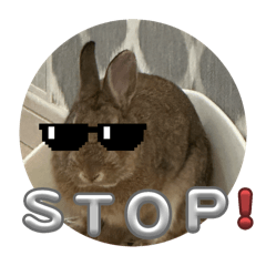 naomi_20260202201731