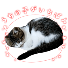 Ayumi_20260202200307