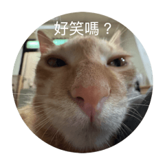 咪咪貓貓了