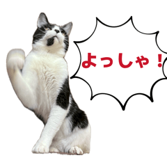 chiibou_20260202222137