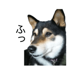 Cute dogs and cats stamp