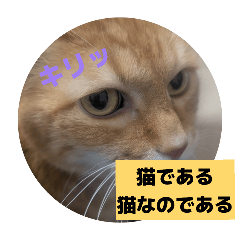 skyisthelimit_20260131212251