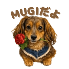 Miniature Dachshund MUGI