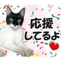 Support ver.2026 of Nukonuko All Stars