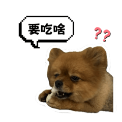 阿福福-博美1