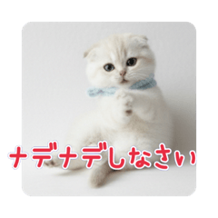 生意気短編♡真っ白スコティッシュこゆき♡