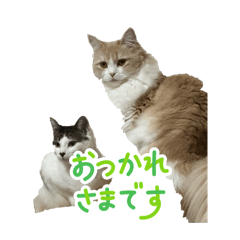 Erina_20260202105519