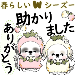 W Shih tzu 2026 (It's almost spring)