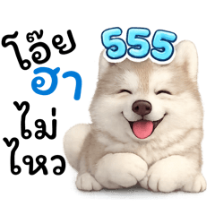 Cinnamon The Husky - Cute V.10