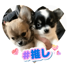 tobiko_20260202191111