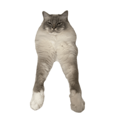 kiiro_20260202215017