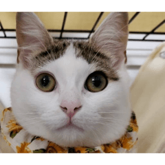 NEKOMARUKE_20260131213626