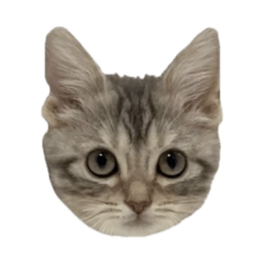 piyoko_20260202212433