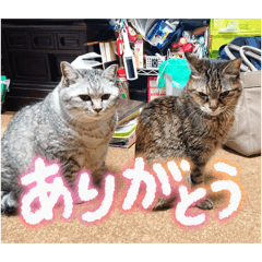 ko-dai_20260202224058