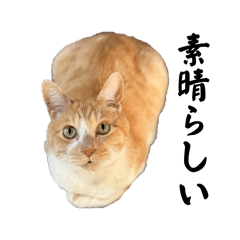 rinoha28_20260203012531