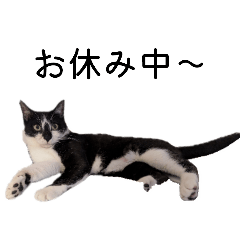 sobatsuyu_20260202212431