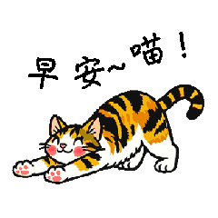 六月貓✧早安篇✧