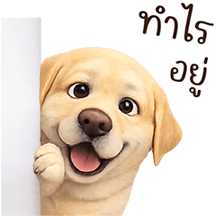 Kaitoon Cute Labrador