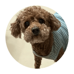 cyhsi_20260202165933