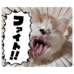 harunana_20260203082117