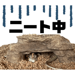 zarame_20260203095640