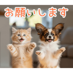 PAKAMOGOLY_20260203100913