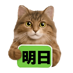 ayame_20260203142206