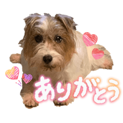 Shelly_20260202221848