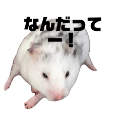 Clair_20260202220748