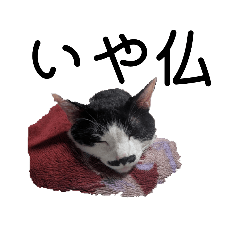 yoshino_20260201084109