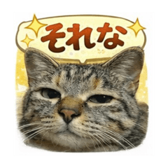 hiroohshima_20260202230422