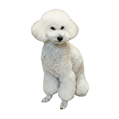 一張印有名為 Hakase 的貴賓犬圖案的郵票