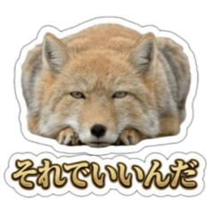 虚無顔チベットスナキツネの全肯定！
