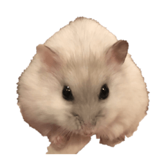 haruharu_20260203002313