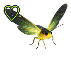 Intense Love! Glowing Firefly
