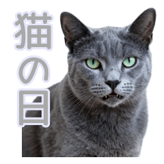 Tsundere Russian Blue's Reply