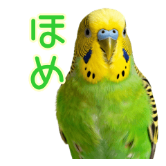 Chatty Budgie: Non-stop Praise