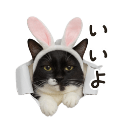 Cute Cat & Japanese Text Combo Stickers