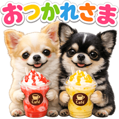 とびだす★チワワの日常♪