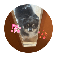 くろポメヨギボ