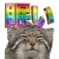 BIG! Pallas's Cat Sparkly Text