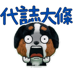 Taiwanese Bernese Mountain  33