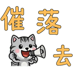 Taiwanese American Shorthair  32nd