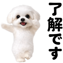 踊る！マルチーズ