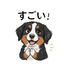 Energetic Bernese Daily Life55